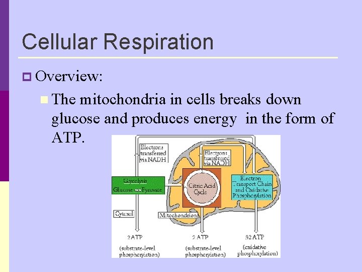 Cellular Respiration p Overview: n The mitochondria in cells breaks down glucose and produces Cellular Respiration p Overview: n The mitochondria in cells breaks down glucose and produces