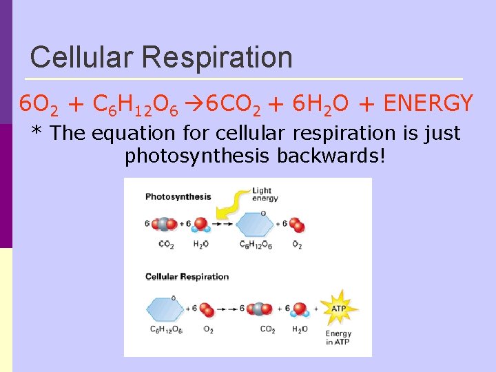 Cellular Respiration 6 O 2 + C 6 H 12 O 6 6 CO