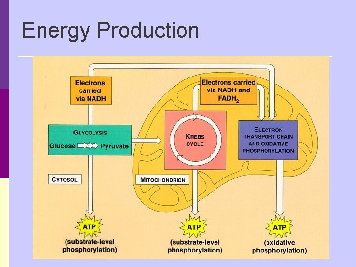 Energy Production 