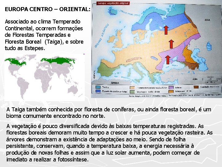 EUROPA CENTRO – ORIENTAL: Associado ao clima Temperado Continental, ocorrem formações de Florestas Temperadas