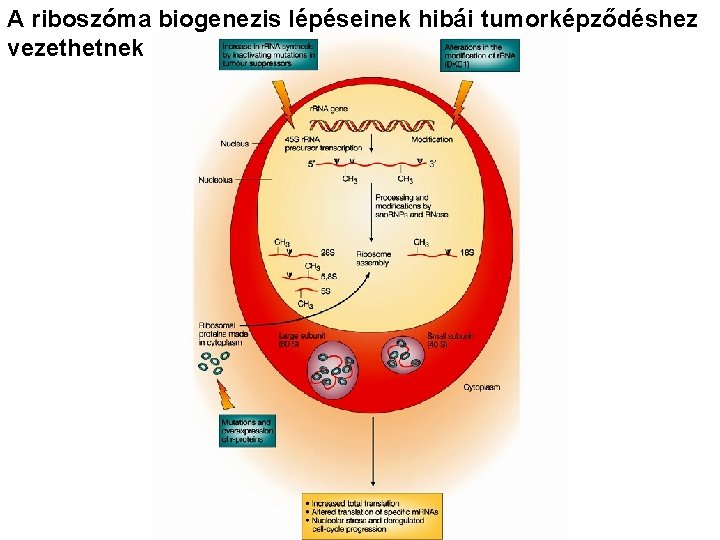 glikogén szerkezet és biogenezis anti aging diy anti aging lotion
