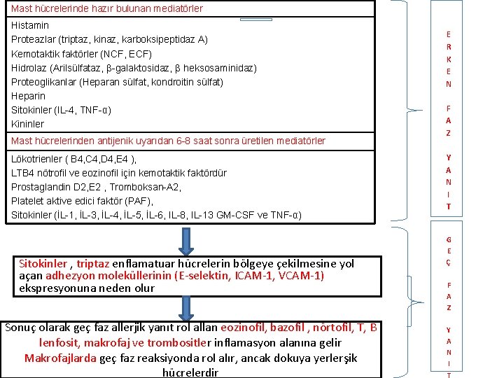 Mast hücrelerinde hazır bulunan mediatörler Histamin Proteazlar (triptaz, kinaz, karboksipeptidaz A) Kemotaktik faktörler (NCF,