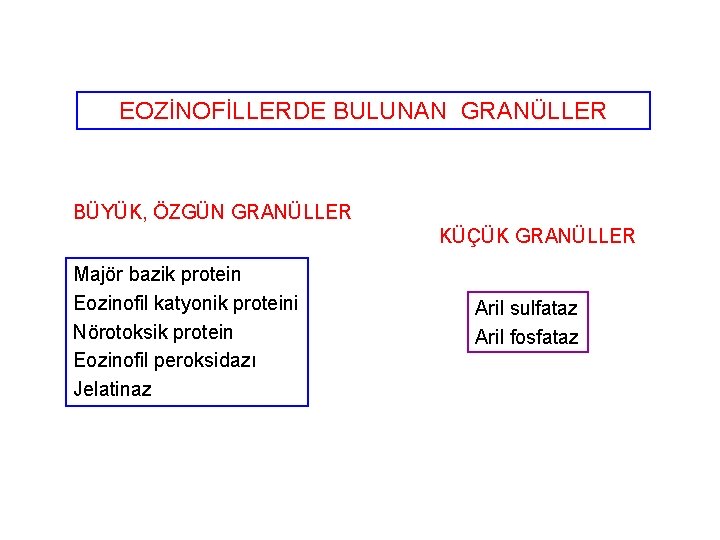 EOZİNOFİLLERDE BULUNAN GRANÜLLER BÜYÜK, ÖZGÜN GRANÜLLER KÜÇÜK GRANÜLLER Majör bazik protein Eozinofil katyonik proteini