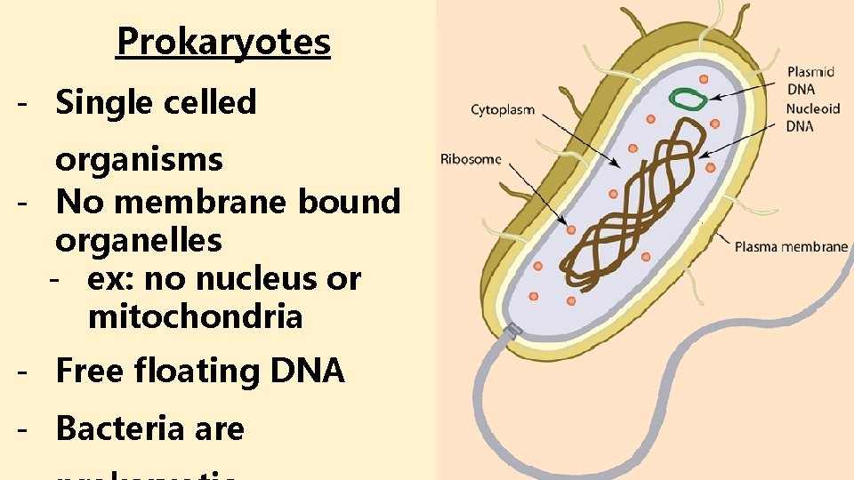 Prokaryotes - Single celled organisms - No membrane bound organelles - ex: no nucleus