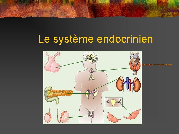 Le système endocrinien 