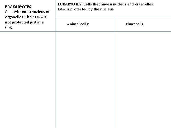 PROKARYOTES: Cells without a nucleus or organelles. Their DNA is not protected just in