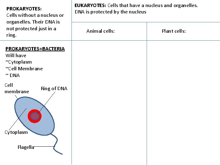 PROKARYOTES: Cells without a nucleus or organelles. Their DNA is not protected just in