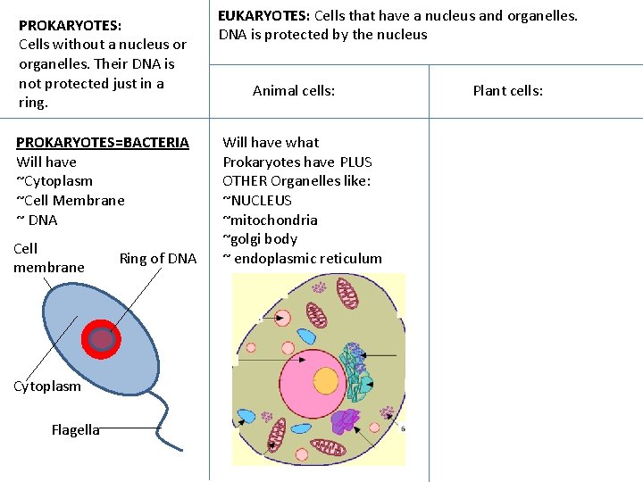 PROKARYOTES: Cells without a nucleus or organelles. Their DNA is not protected just in