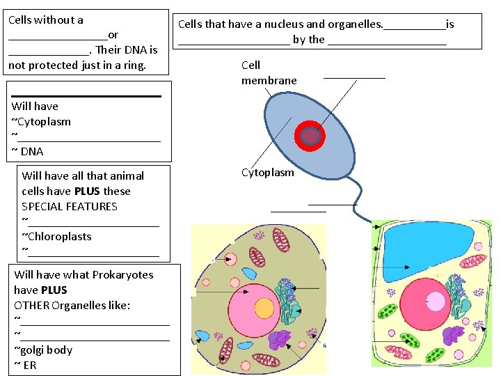 Cells without a ________or _______. Their DNA is not protected just in a ring.