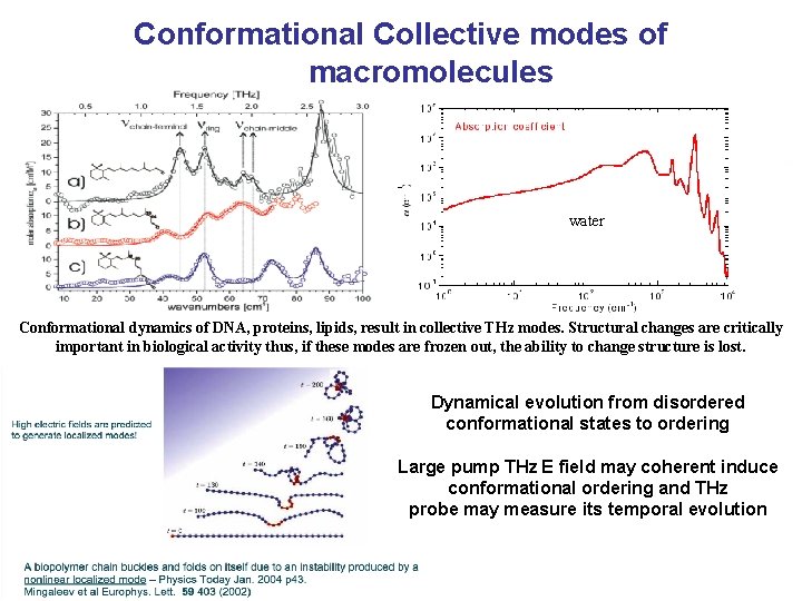 Conformational Collective modes of macromolecules water Conformational dynamics of DNA, proteins, lipids, result in