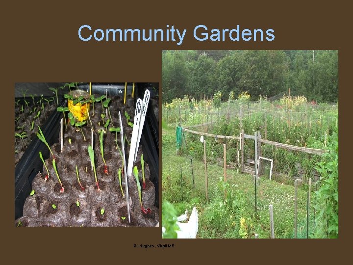 Community Gardens G. Hughes, Virgil MS 