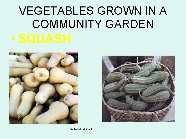 VEGETABLES GROWN IN A COMMUNITY GARDEN • SQUASH G. Hughes, Virgil MS 