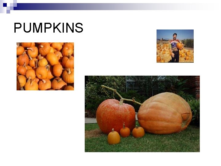 PUMPKINS 