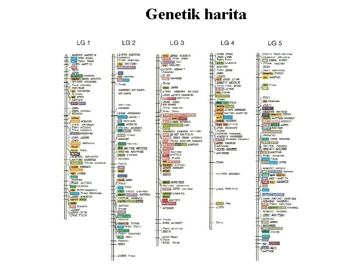 Genetik harita 