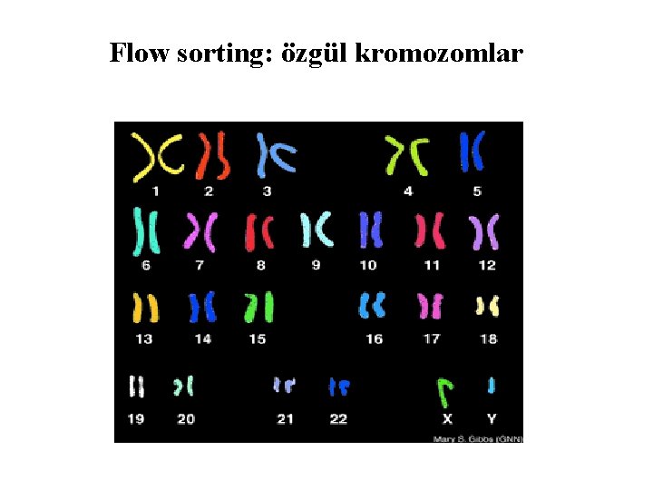 Flow sorting: özgül kromozomlar 