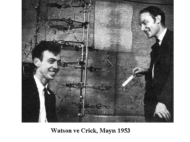 Watson ve Crick, Mayıs 1953 