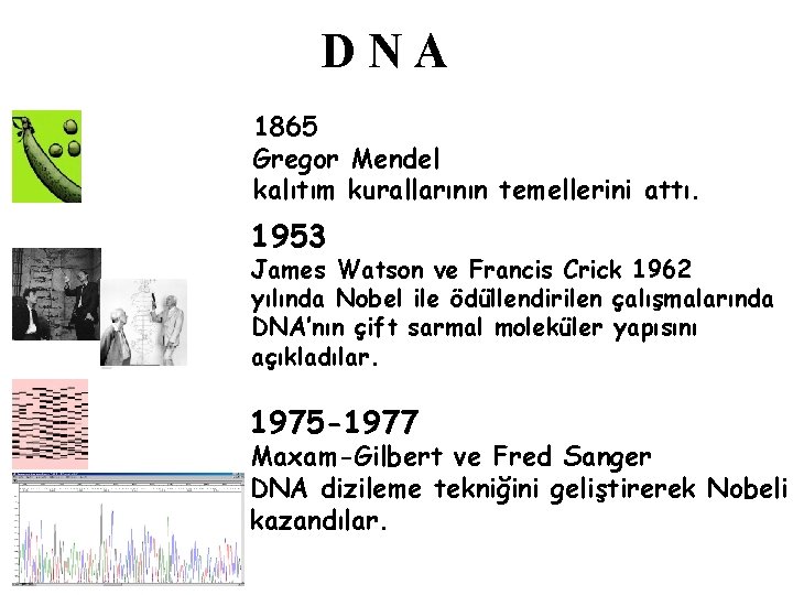 DNA 1865 Gregor Mendel kalıtım kurallarının temellerini attı. 1953 James Watson ve Francis Crick