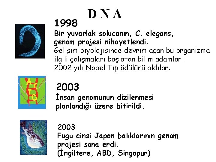 1998 DNA Bir yuvarlak solucanın, C. elegans, genom projesi nihayetlendi. Gelişim biyolojisinde devrim açan