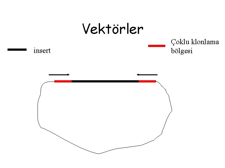 Vektörler insert Çoklu klonlama bölgesi 