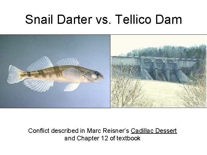 Snail Darter vs. Tellico Dam Conflict described in Marc Reisner’s Cadillac Dessert and Chapter