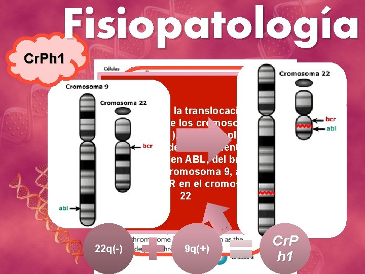 Fisiopatología Cr. Ph 1 Resulta de la translocación recíproca entre los cromosomas 9 y