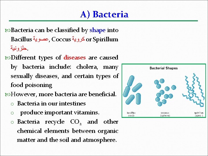 A) Bacteria can be classified by shape into Bacillus ﻋﺼﻮﻳﺔ , Coccus ﻛﺮﻭﻳﺔ or