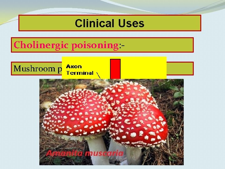 Clinical Uses Cholinergic poisoning: Cholinesterase Mushroom poisoning. inhibitors “insecticides”. 