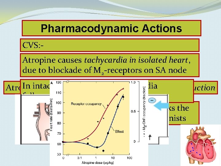 Pharmacodynamic Actions CVS: Atropine causes tachycardia in isolated heart, due to blockade of M