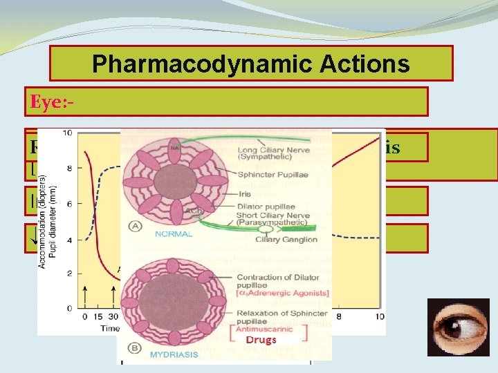 Pharmacodynamic Actions Eye: Relaxes muscle abolition mydriasis of light reflex & Relaxescilliary pupillae constrictor