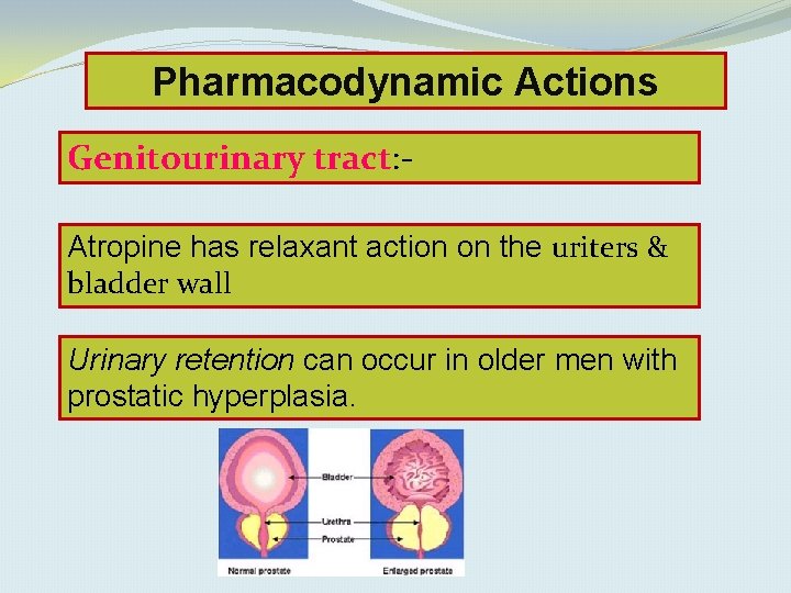 Pharmacodynamic Actions Genitourinary tract: Atropine has relaxant action on the uriters & bladder wall