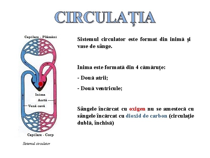 CIRCULAȚIA Sistemul circulator este format din inimă și vase de sânge. Inima este formată