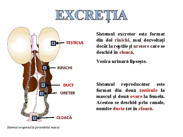 EXCREȚIA TESTICUL 4 Sistemul excretor este format din doi rinichi, mai dezvoltați decât la