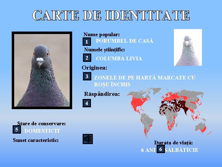 CARTE DE IDENTITATE Nume popular: 1 PORUMBEL DE CASĂ Numele științific: 2 COLUMBA LIVIA