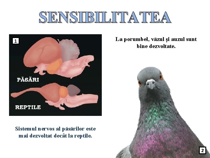 SENSIBILITATEA 1 La porumbel, văzul și auzul sunt bine dezvoltate. Sistemul nervos al păsărilor