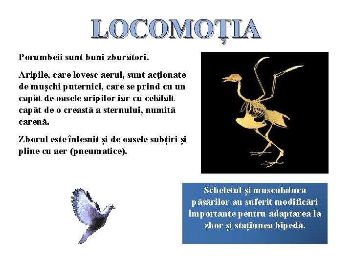 LOCOMOȚIA Porumbeii sunt buni zburători. Aripile, care lovesc aerul, sunt acționate de mușchi puternici,