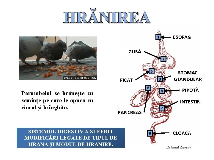 HRĂNIREA ESOFAG 1 GUȘĂ 2 5 3 FICAT Porumbelul se hrănește cu semințe pe