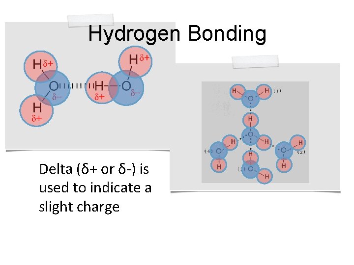 Hydrogen Bonding Delta (δ+ or δ-) is used to indicate a slight charge 
