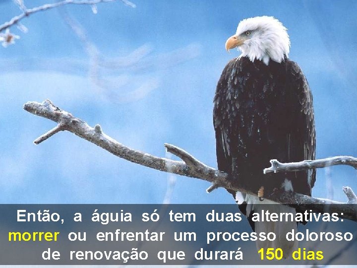 Então, a águia só tem duas alternativas: morrer ou enfrentar um processo doloroso de