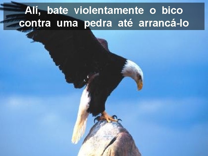 Alí, bate violentamente o bico contra uma pedra até arrancá-lo 