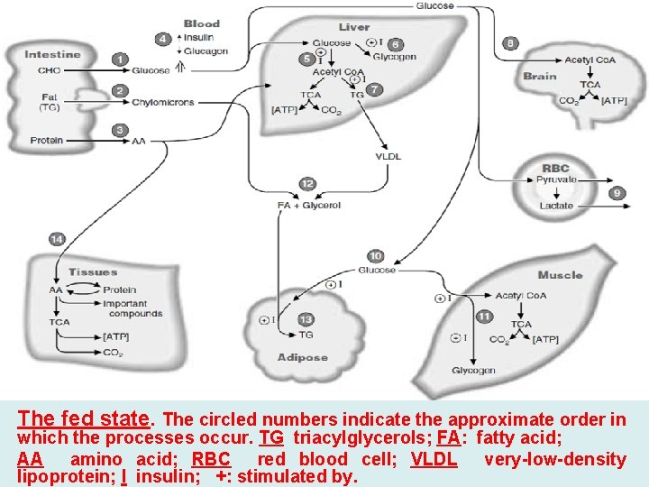 The fed state. The circled numbers indicate the approximate order in which the processes