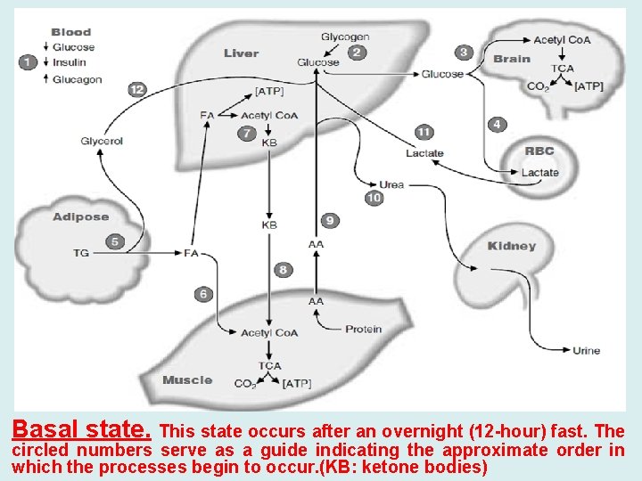 Basal state. This state occurs after an overnight (12 -hour) fast. The circled numbers