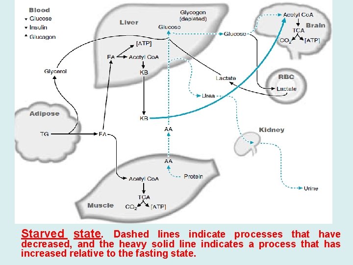 Starved state. Dashed lines indicate processes that have decreased, and the heavy solid line