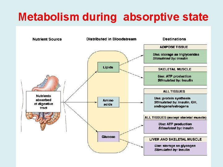 Metabolism during absorptive state 