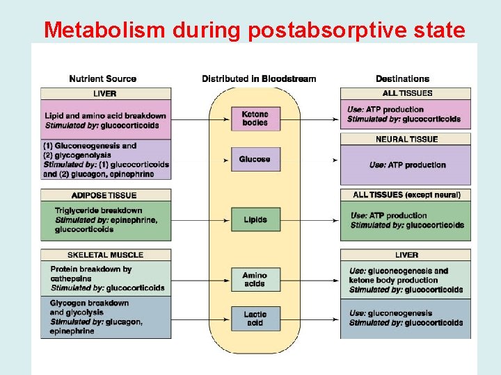 Metabolism during postabsorptive state 