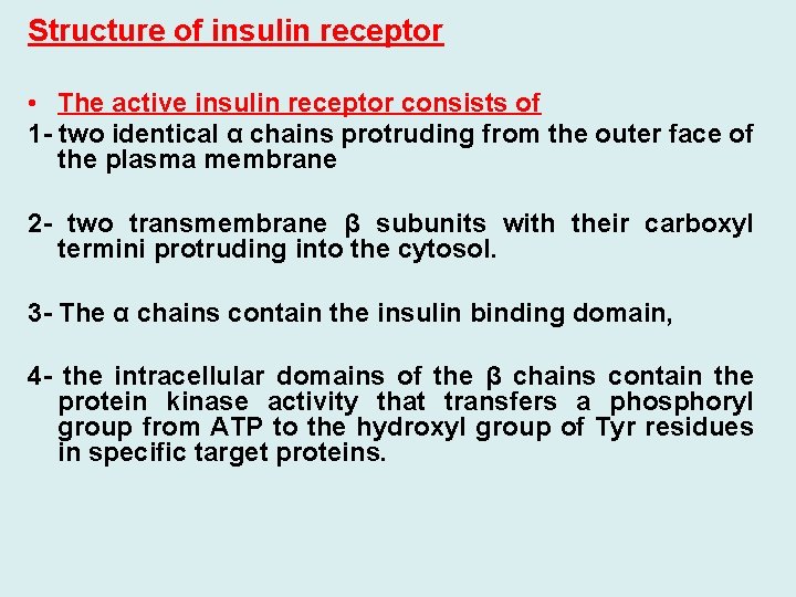 Structure of insulin receptor • The active insulin receptor consists of 1 - two