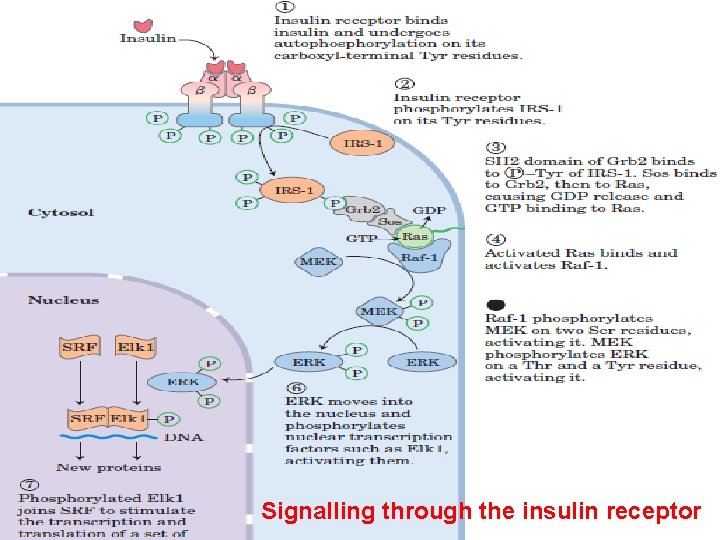 Signalling through the insulin receptor 