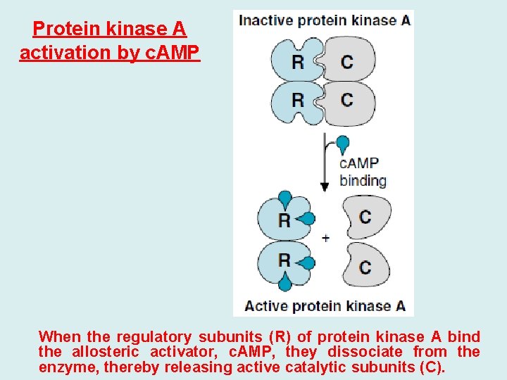 Protein kinase A activation by c. AMP When the regulatory subunits (R) of protein