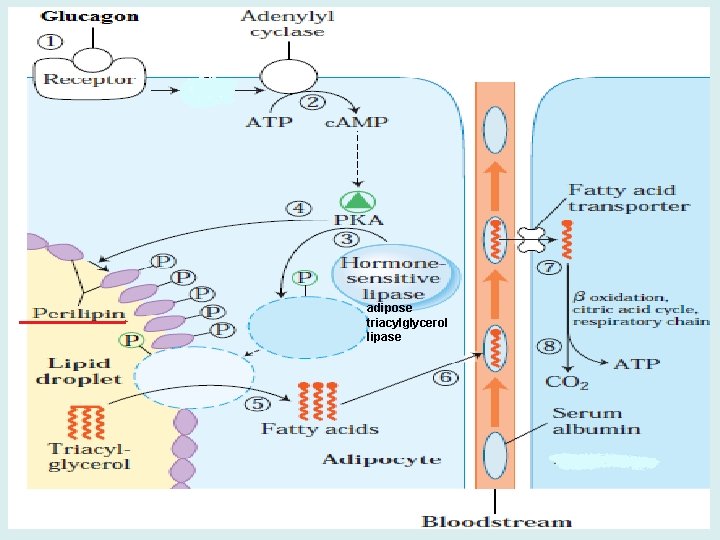 adipose triacylglycerol lipase 