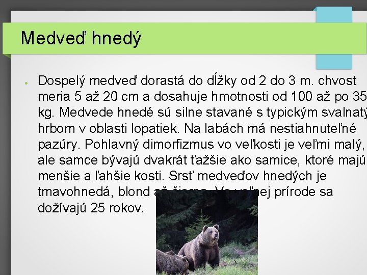 Medveď hnedý ● Dospelý medveď dorastá do dĺžky od 2 do 3 m. chvost