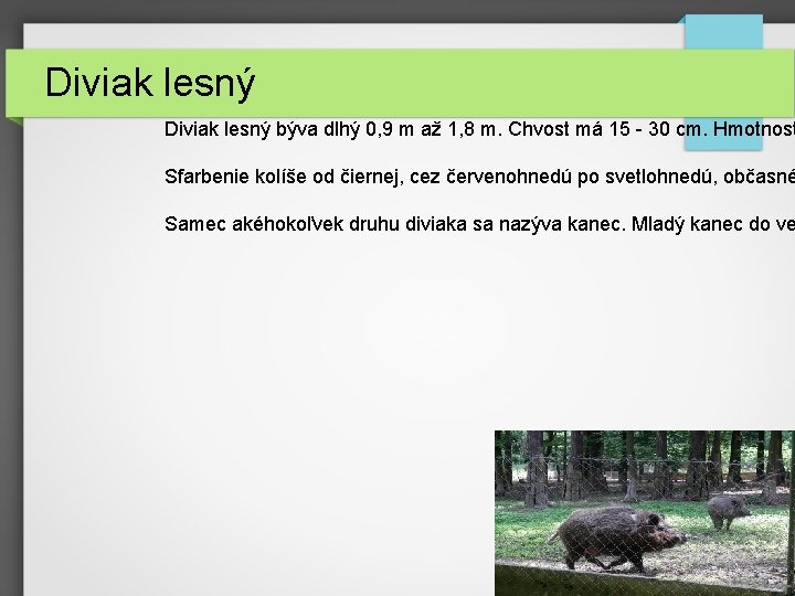 Diviak lesný býva dlhý 0, 9 m až 1, 8 m. Chvost má 15